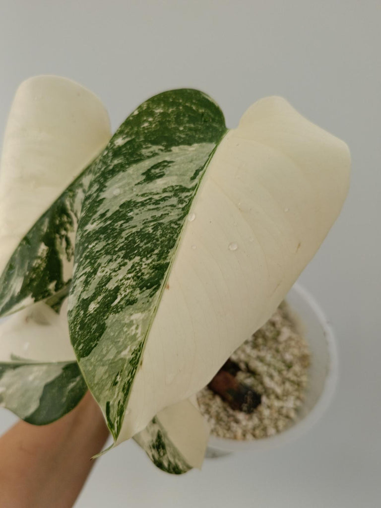 Monstera deliciosa variegata albo halfmoon