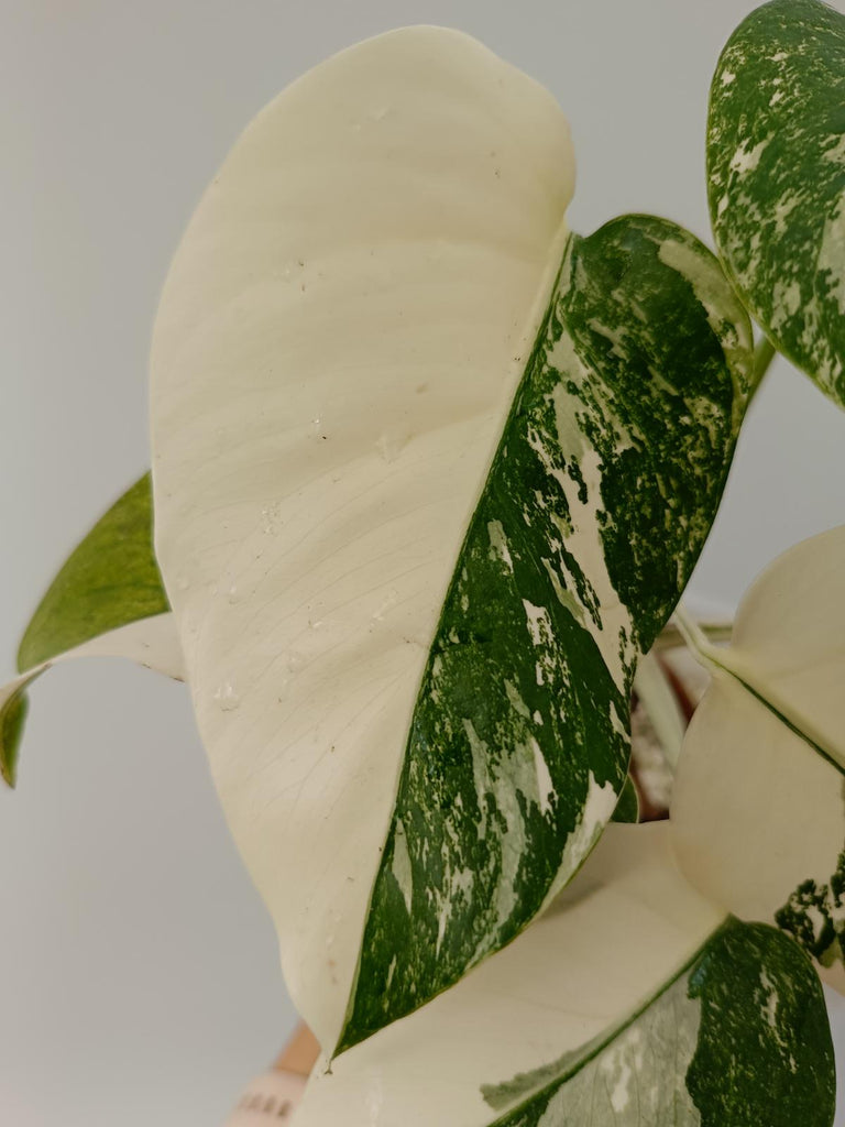 Monstera deliciosa variegata albo halfmoon