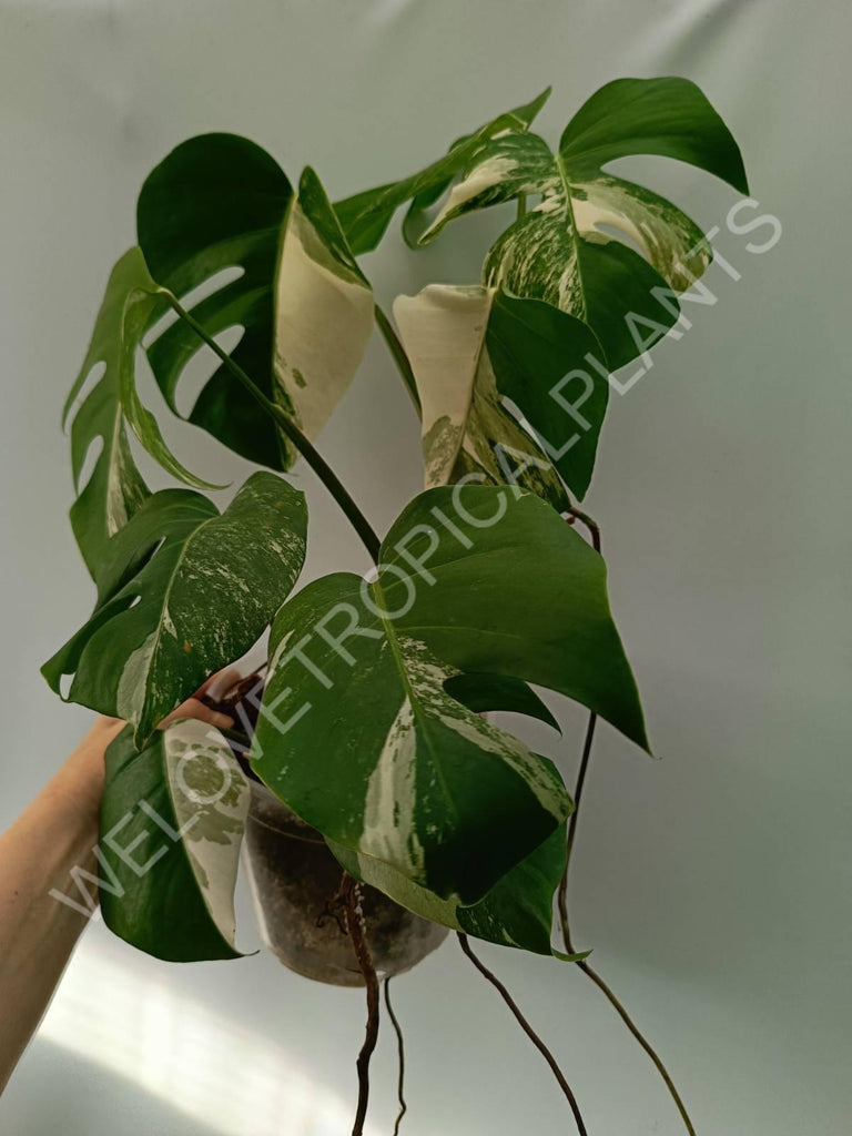 Monstera variegata albo