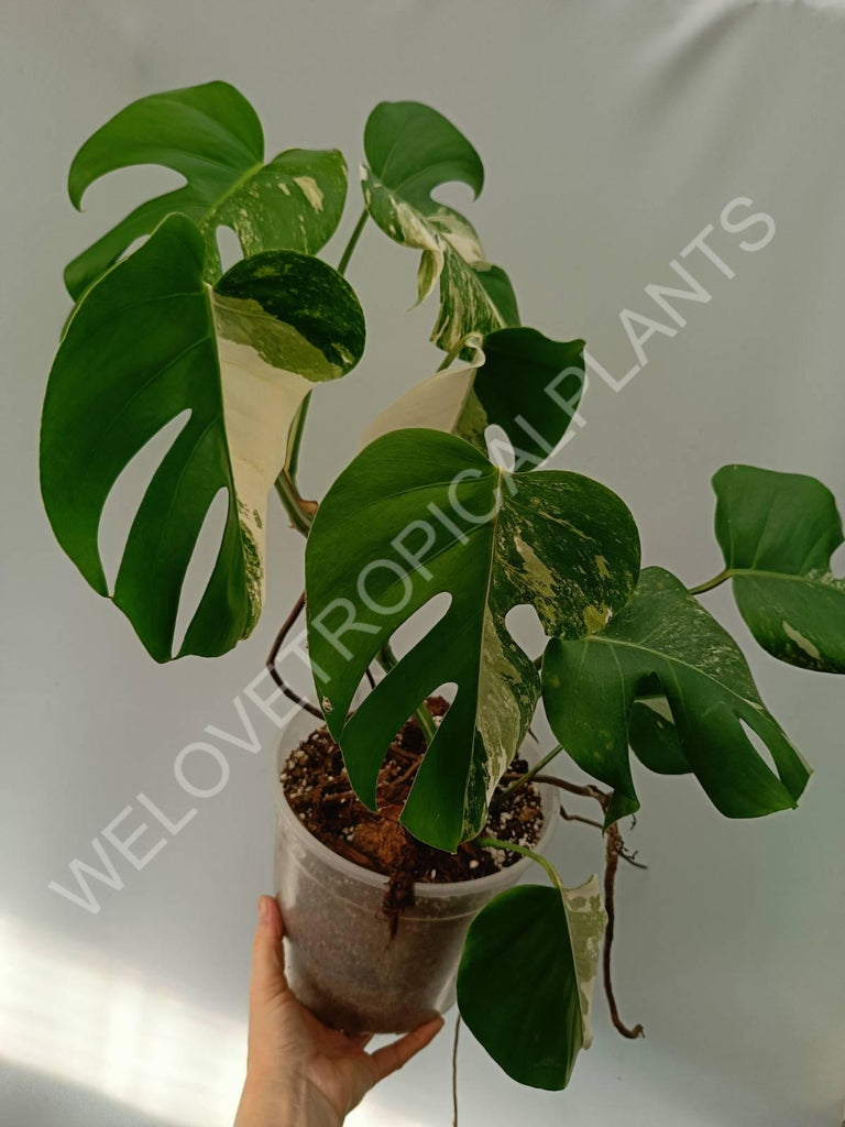 Monstera variegata albo