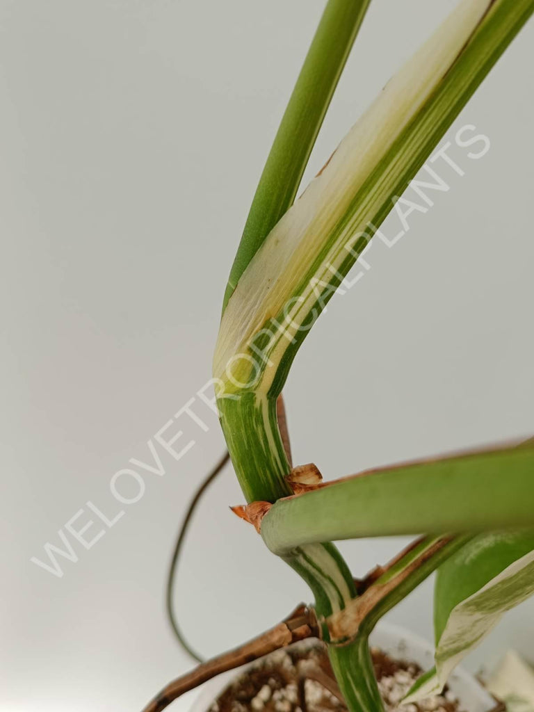 Monstera variegata albo