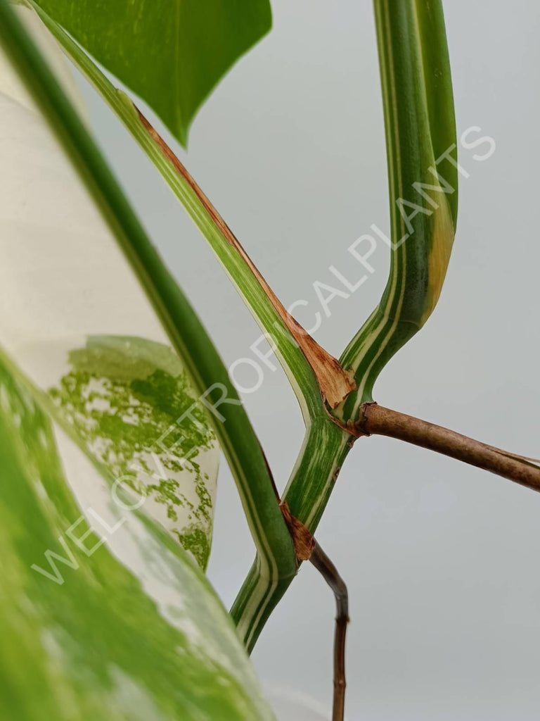 Monstera variegata albo