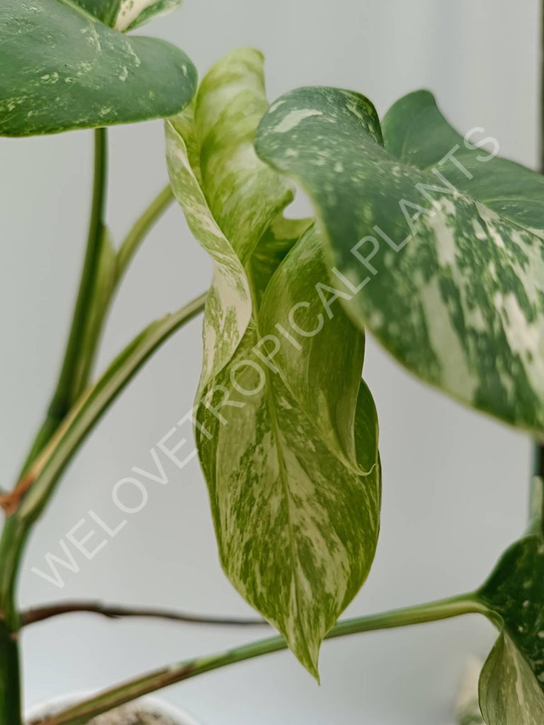 Monstera variegata albo