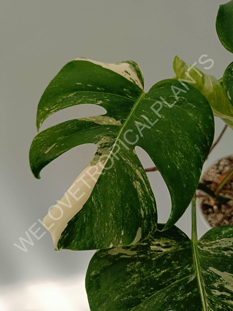 Monstera variegata albo