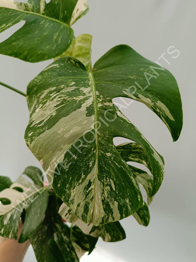 Monstera variegata albo