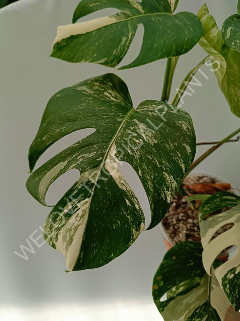 Monstera variegata albo