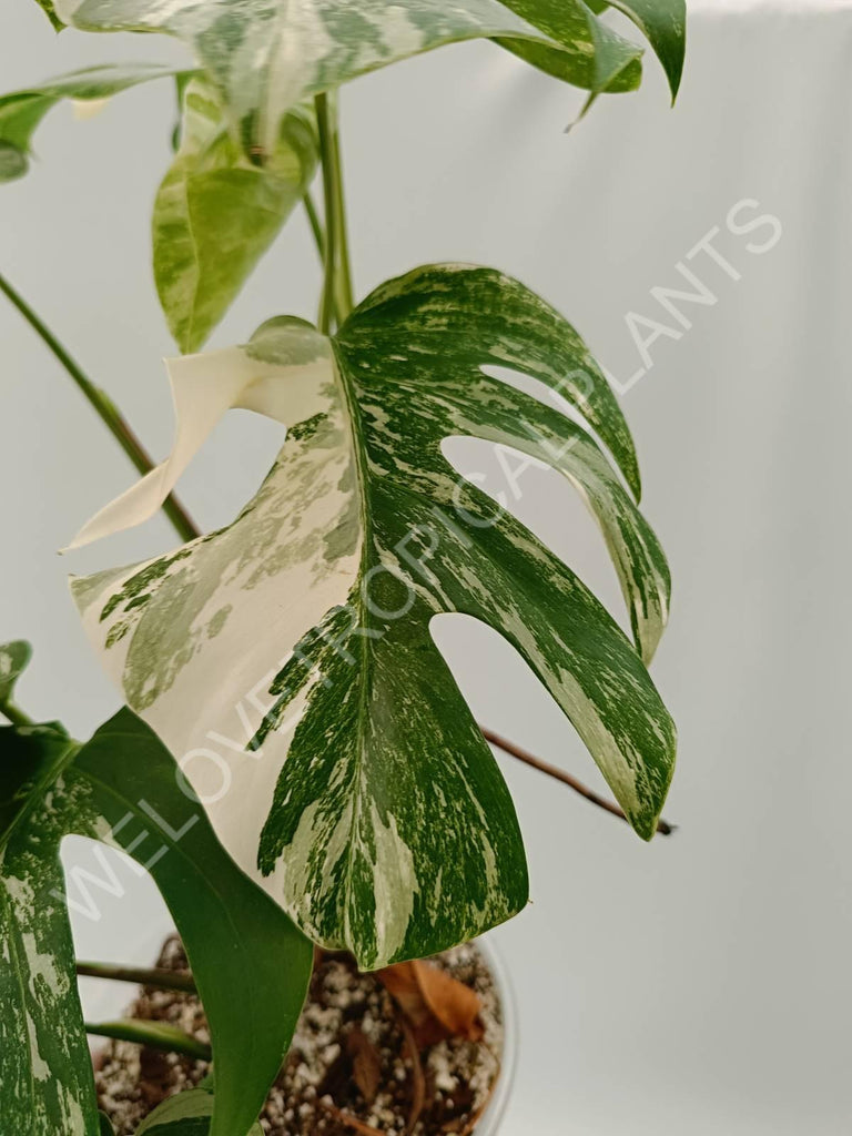 Monstera variegata albo