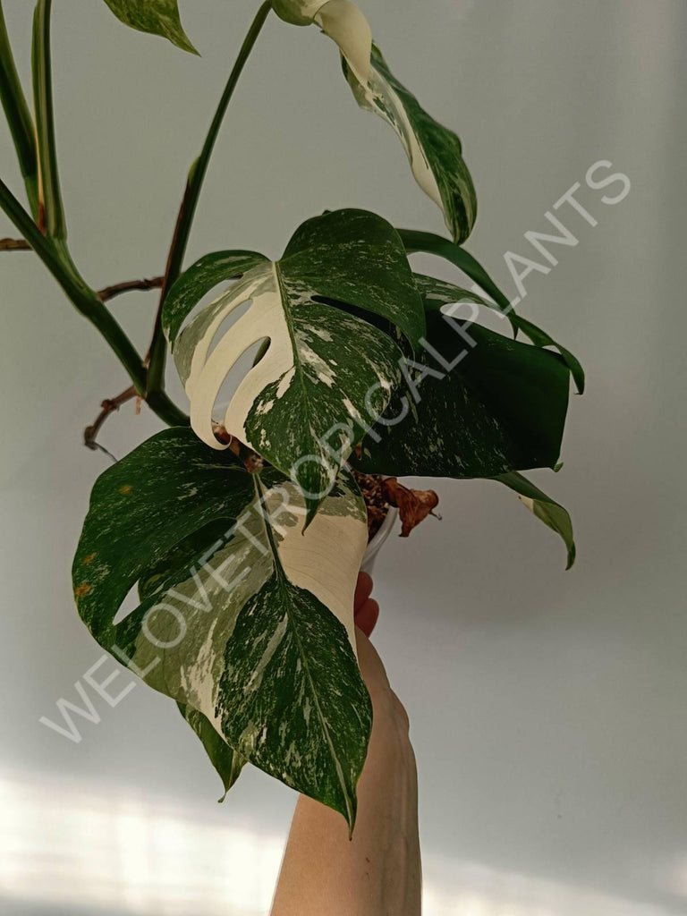 Monstera variegata albo