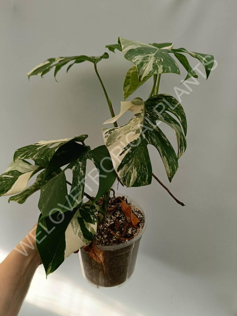 Monstera variegata albo