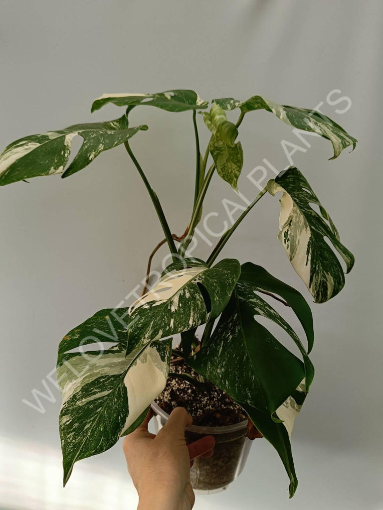 Monstera variegata albo