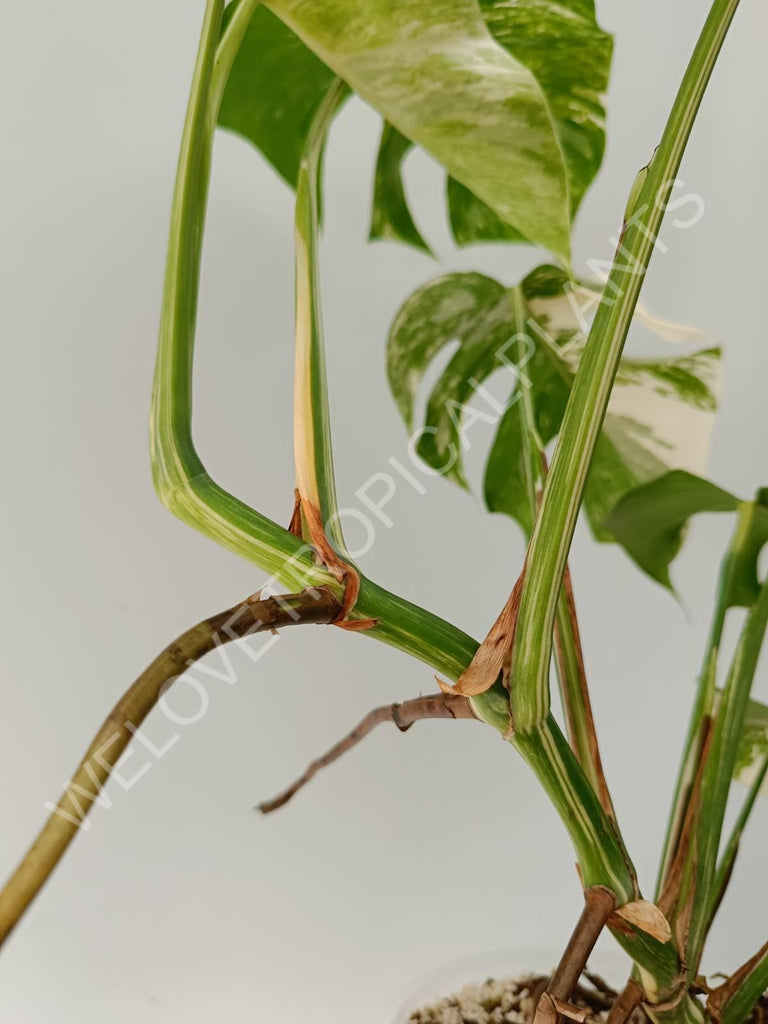 Monstera variegata albo