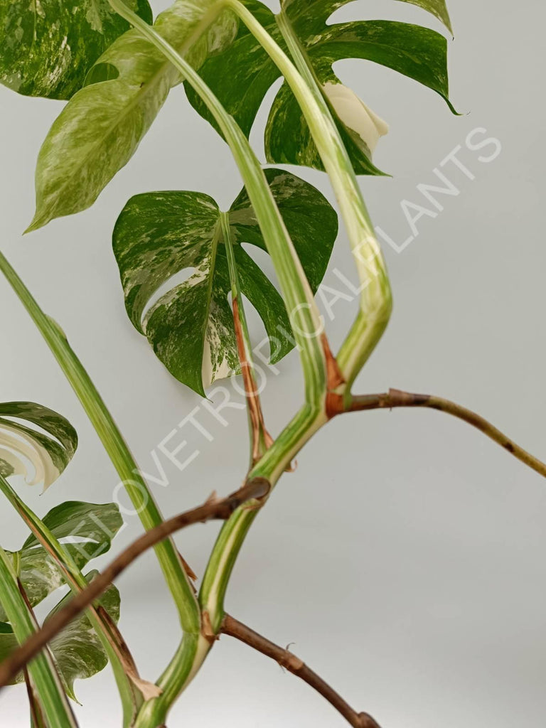 Monstera variegata albo