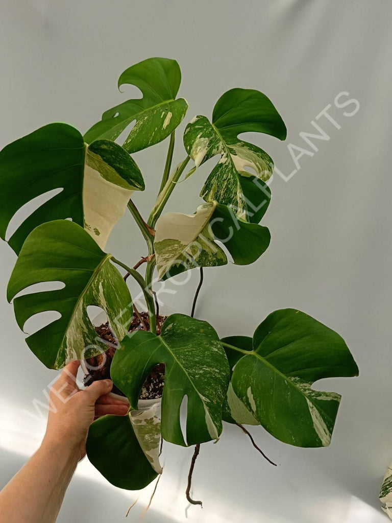 Monstera variegata albo