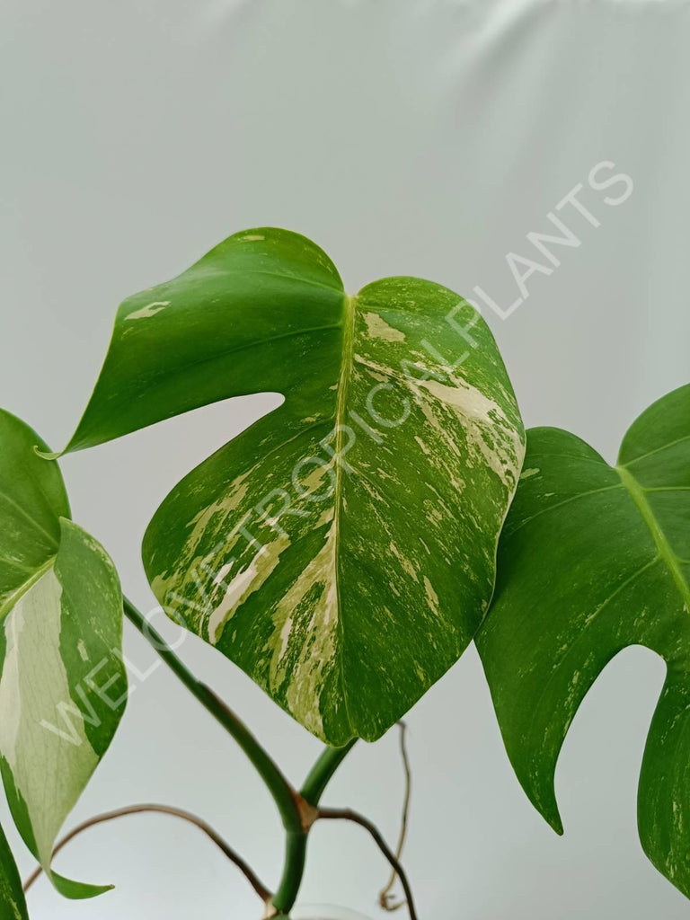 Monstera variegata albo