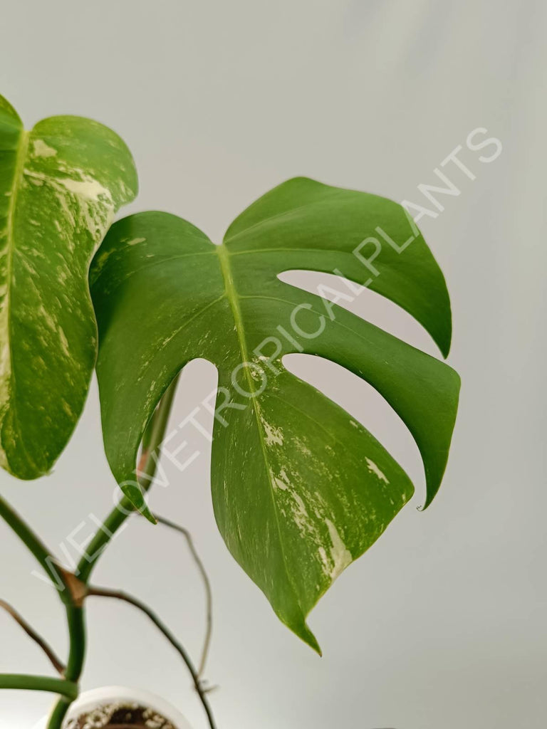 Monstera variegata albo