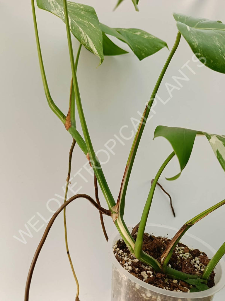 Monstera variegata albo