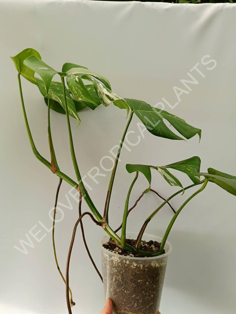 Monstera variegata albo