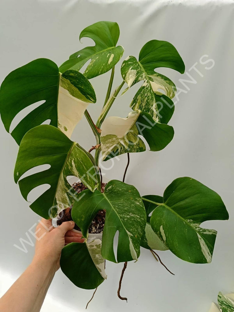 Monstera variegata albo