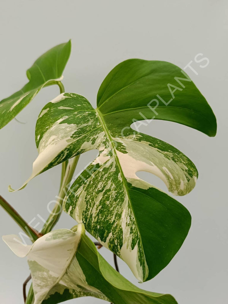 Monstera variegata albo