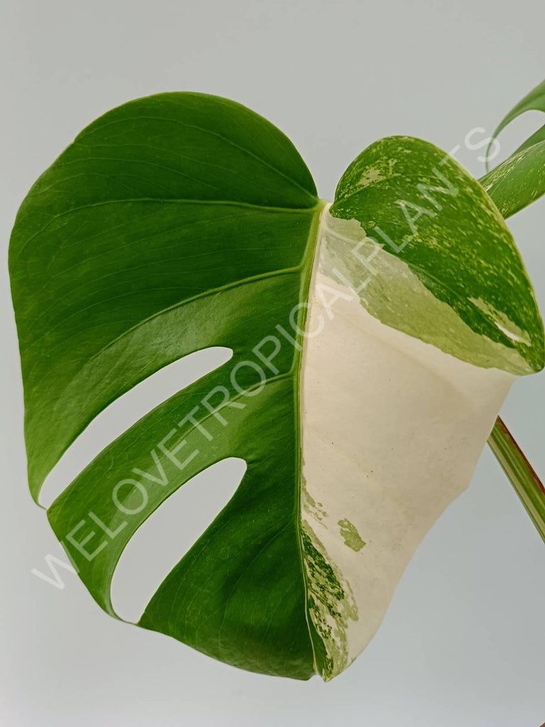 Monstera variegata albo