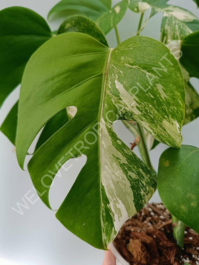 Monstera variegata albo