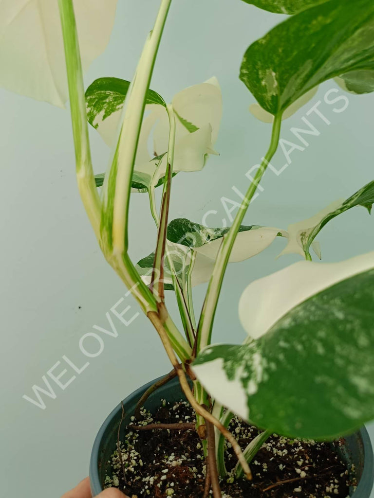 Monstera variegata albo