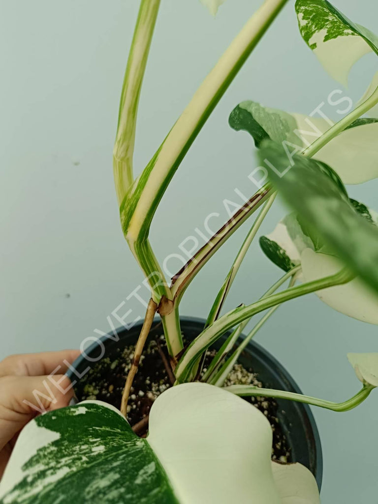 Monstera variegata albo