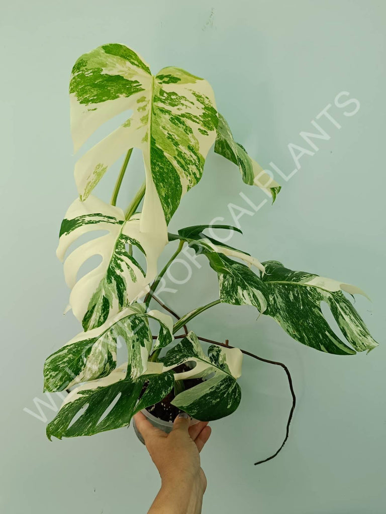 Monstera variegata albo