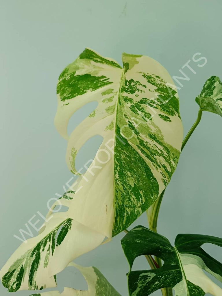 Monstera variegata albo