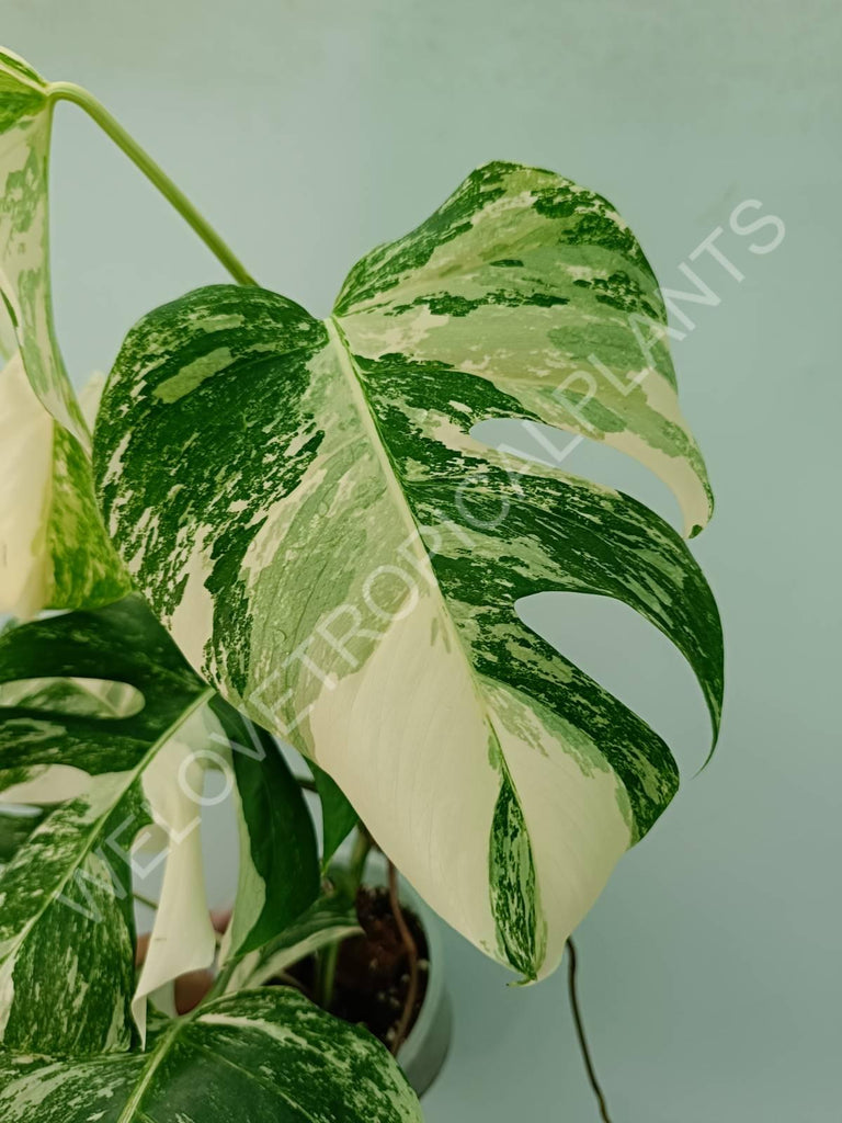 Monstera variegata albo