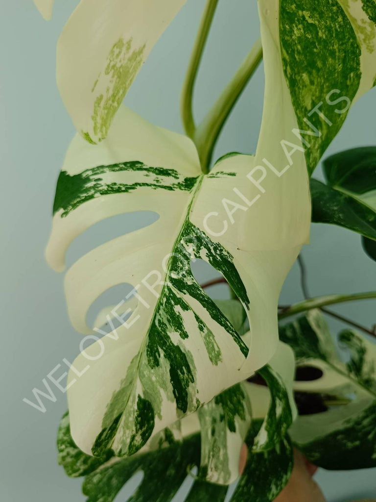 Monstera variegata albo