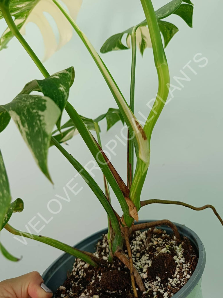 Monstera variegata albo