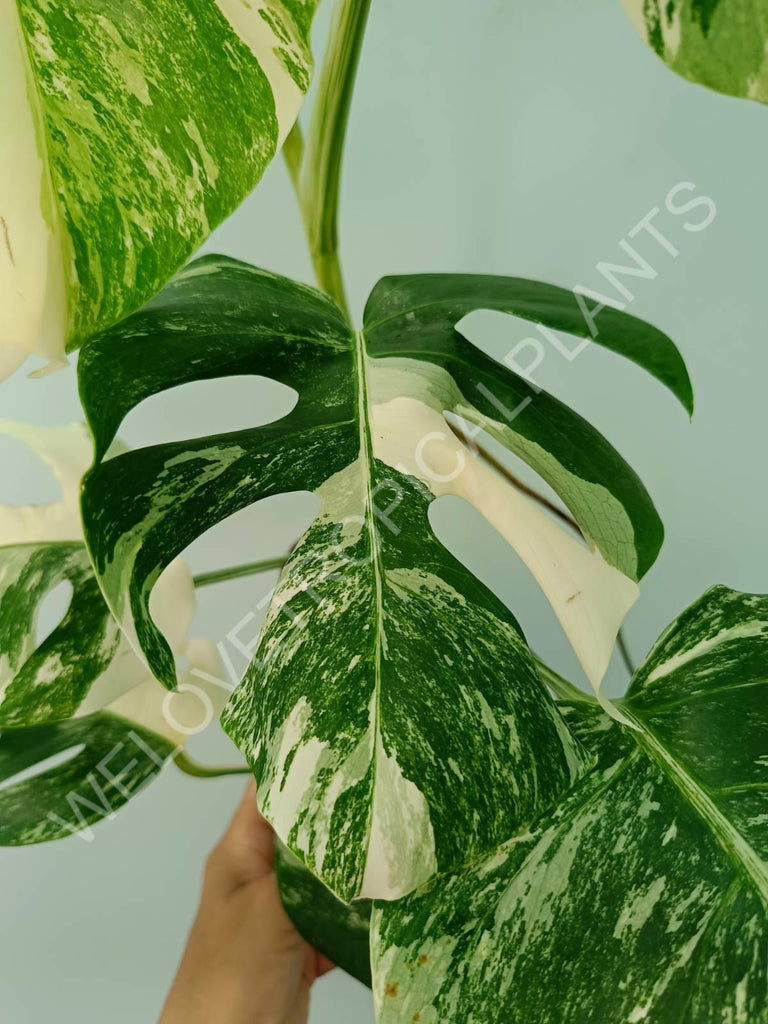 Monstera variegata albo