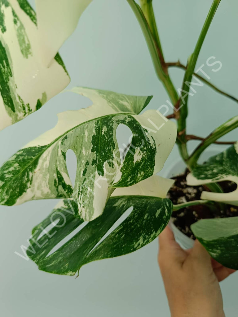 Monstera variegata albo