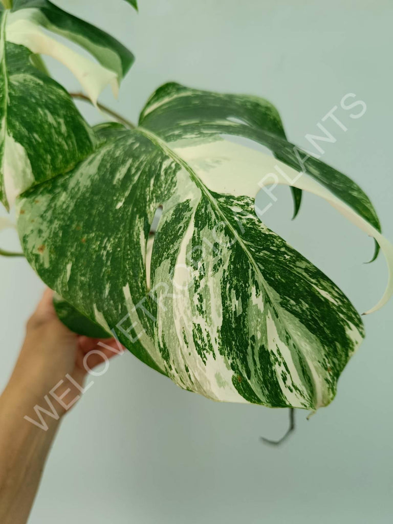 Monstera variegata albo