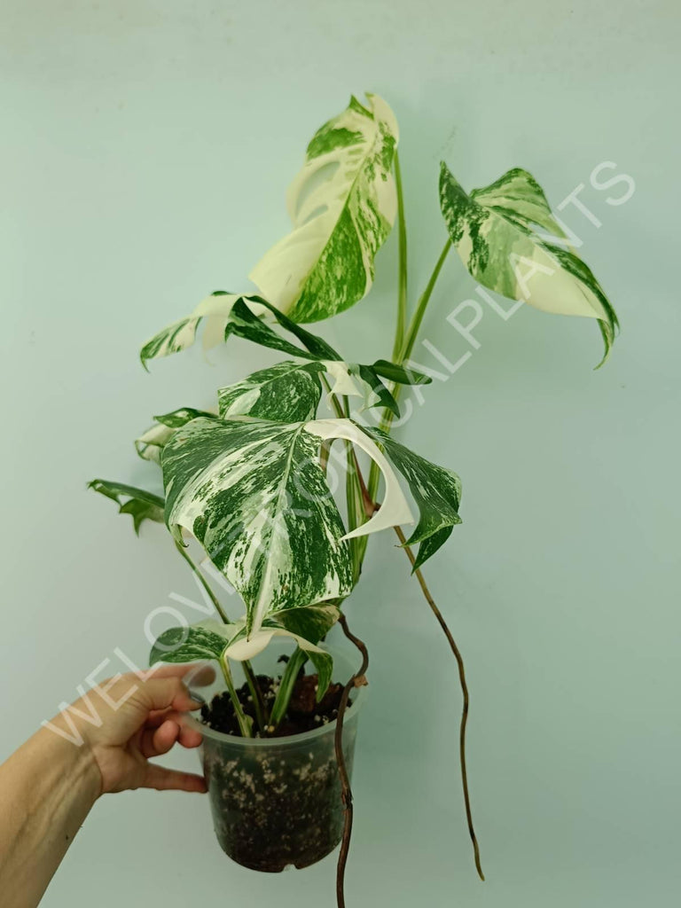 Monstera variegata albo