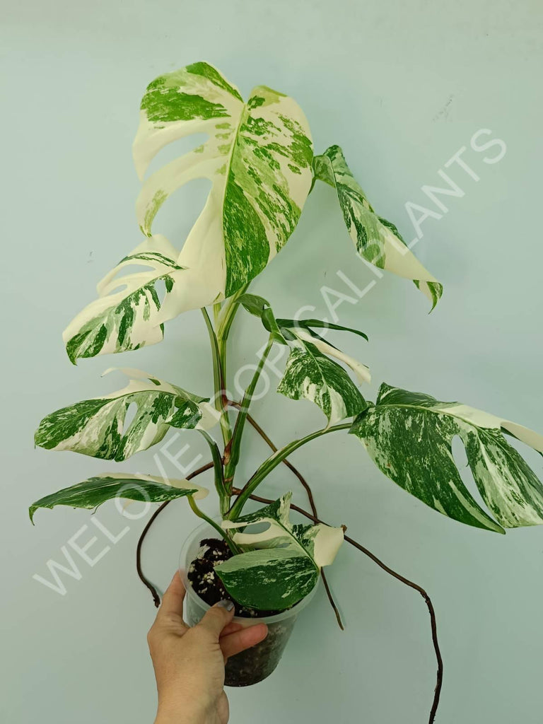 Monstera variegata albo