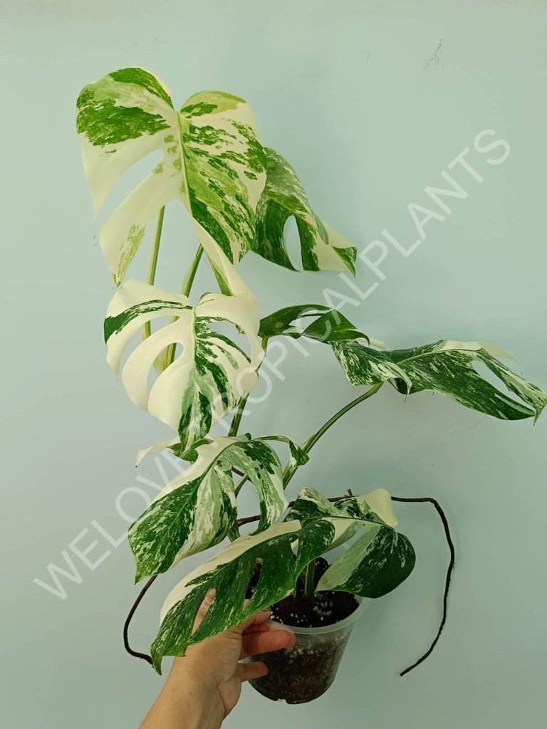 Monstera variegata albo