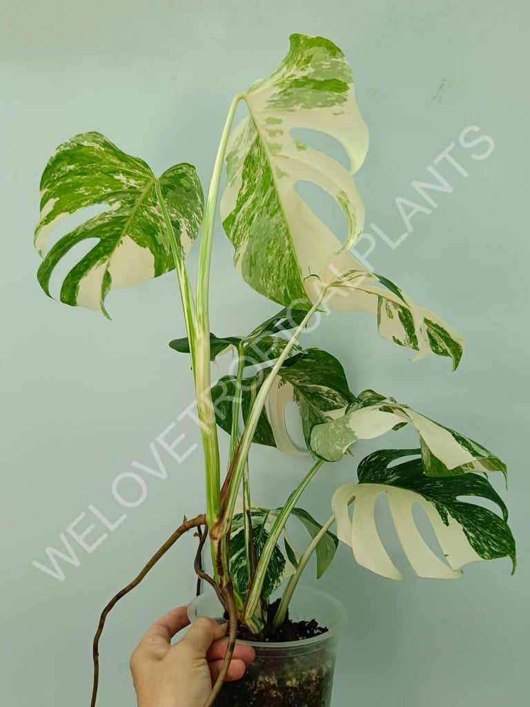 Monstera variegata albo