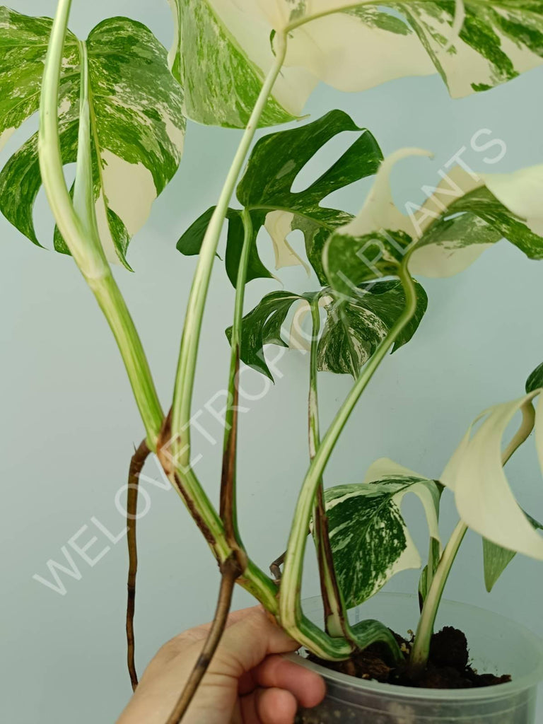 Monstera variegata albo