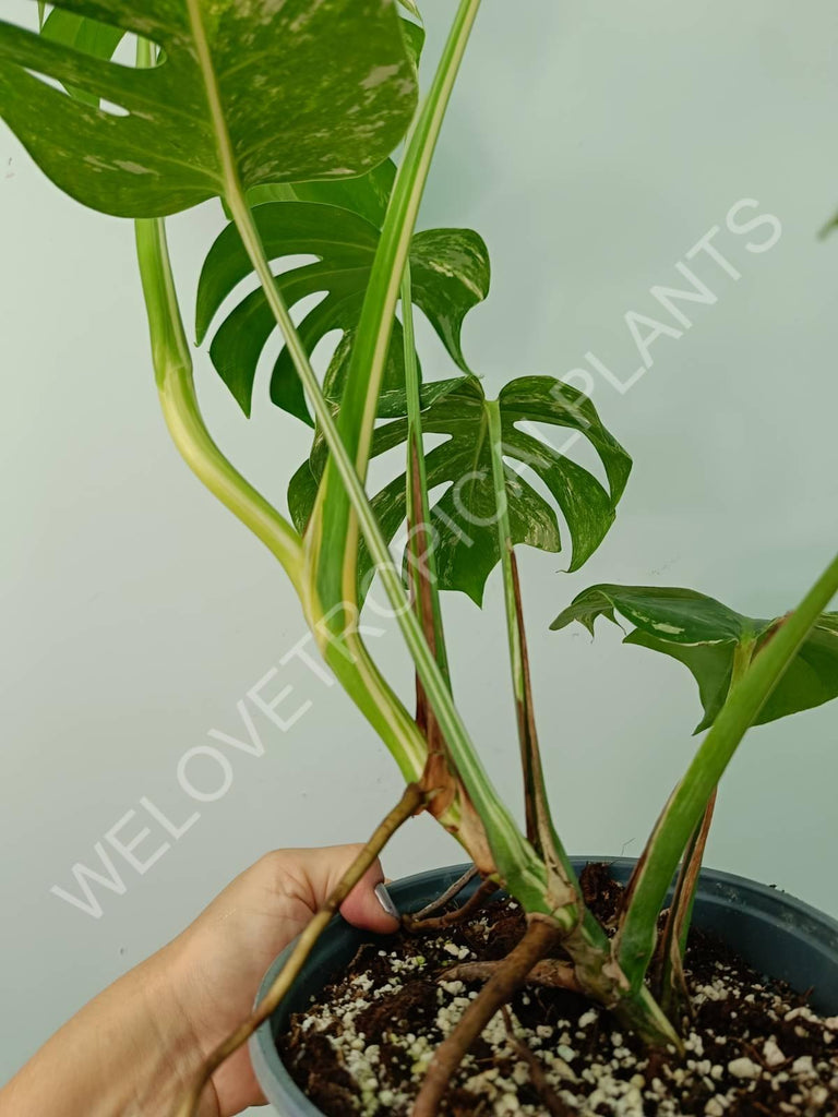 Monstera variegata albo