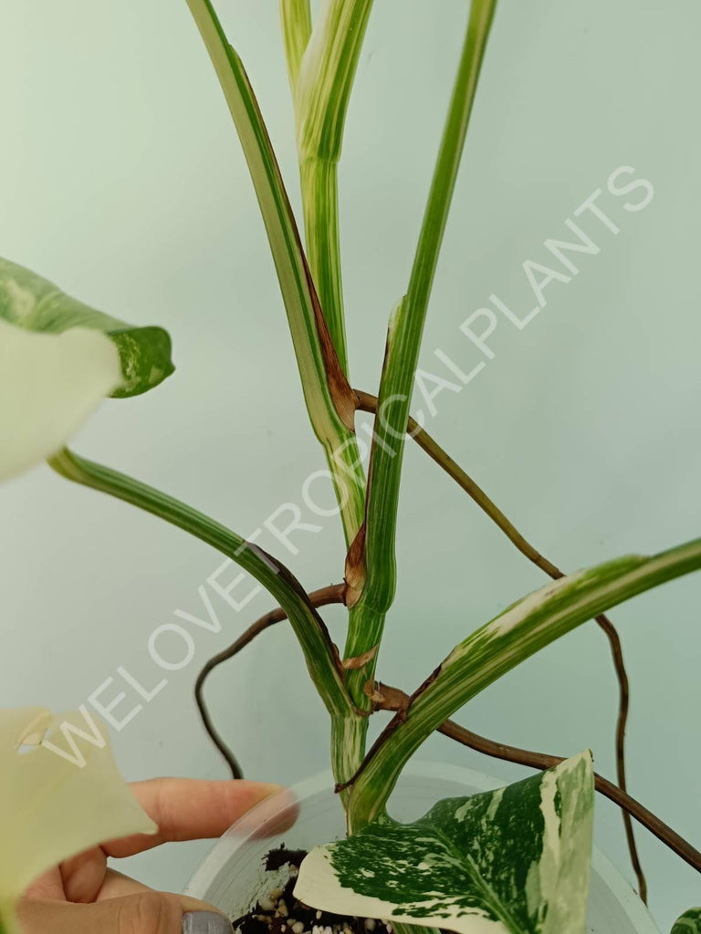 Monstera variegata albo