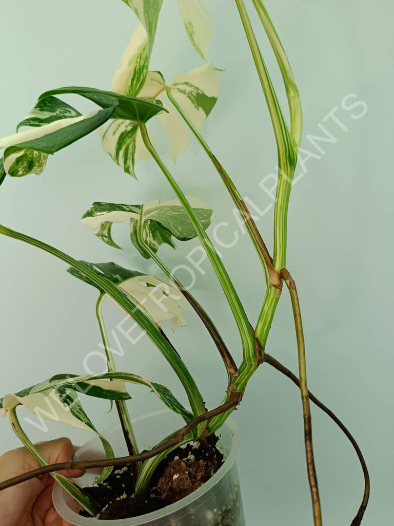 Monstera variegata albo