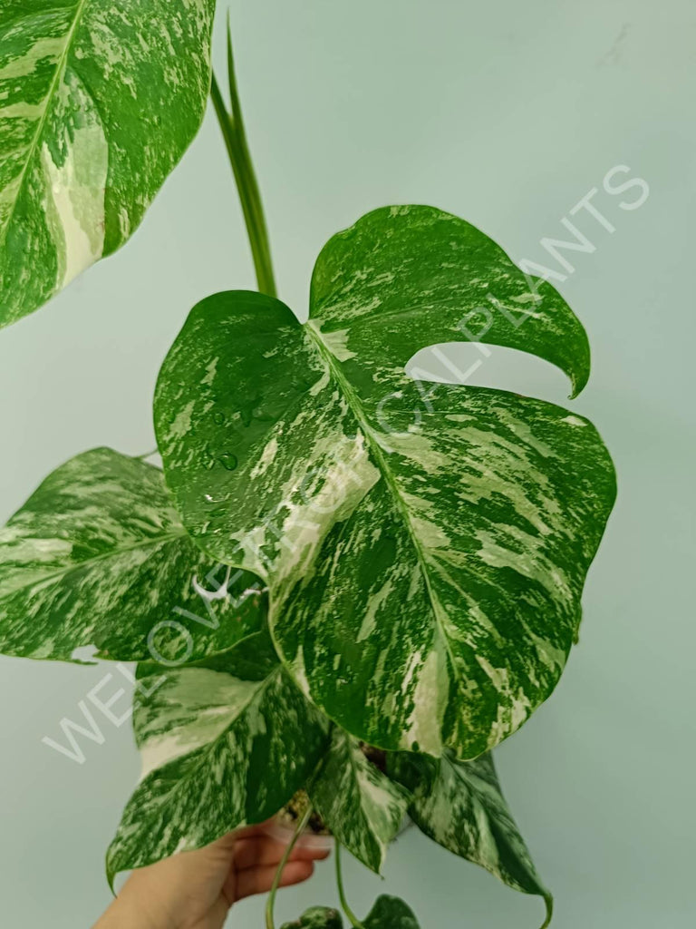 Monstera variegata albo