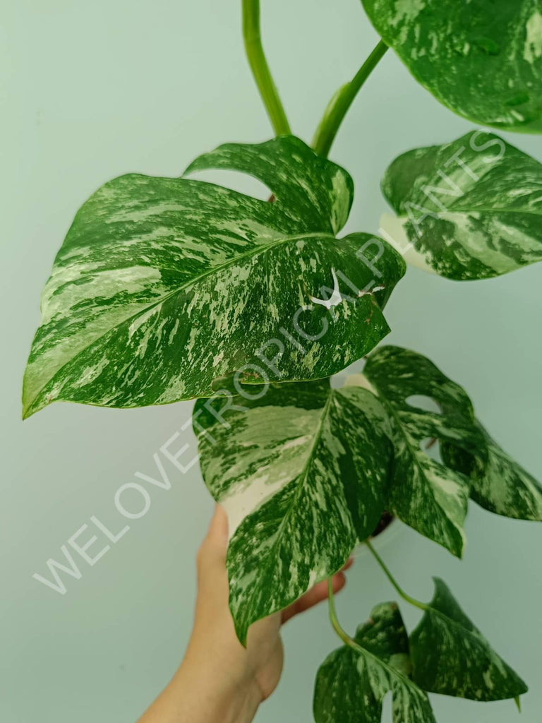 Monstera variegata albo