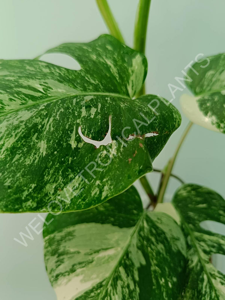 Monstera variegata albo