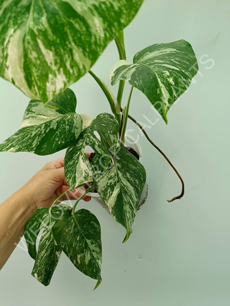 Monstera variegata albo