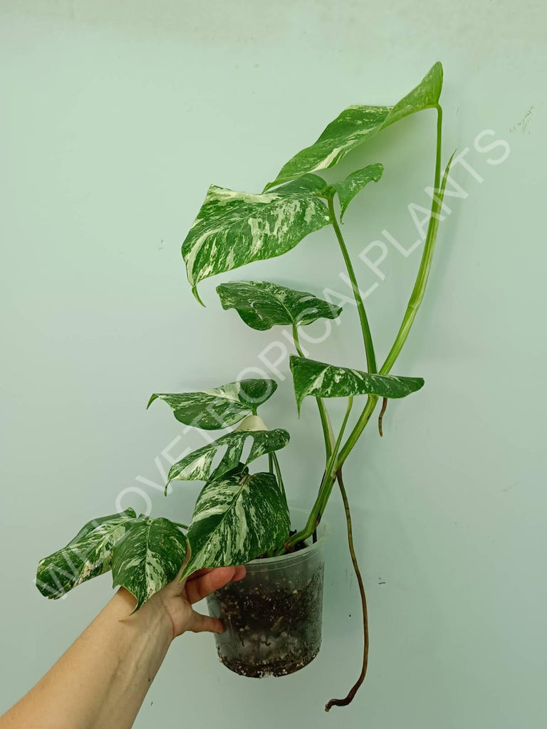 Monstera variegata albo