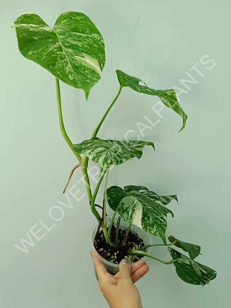 Monstera variegata albo