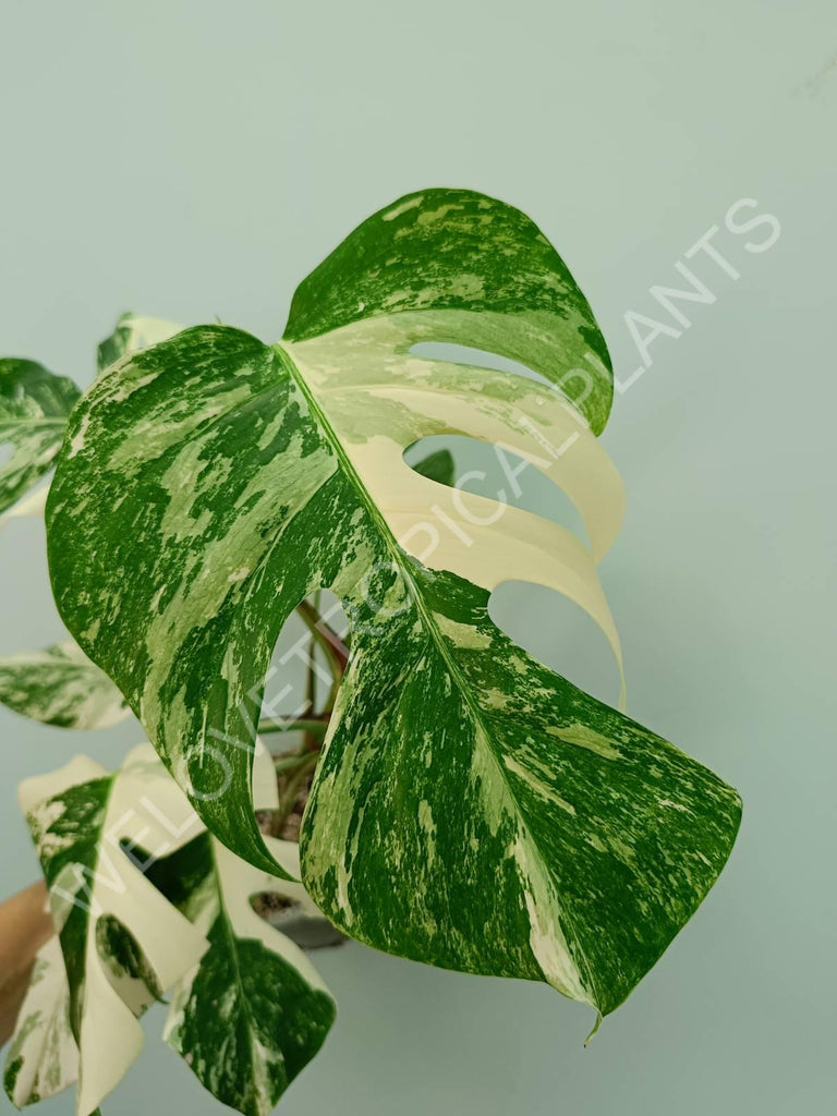 Monstera variegata albo